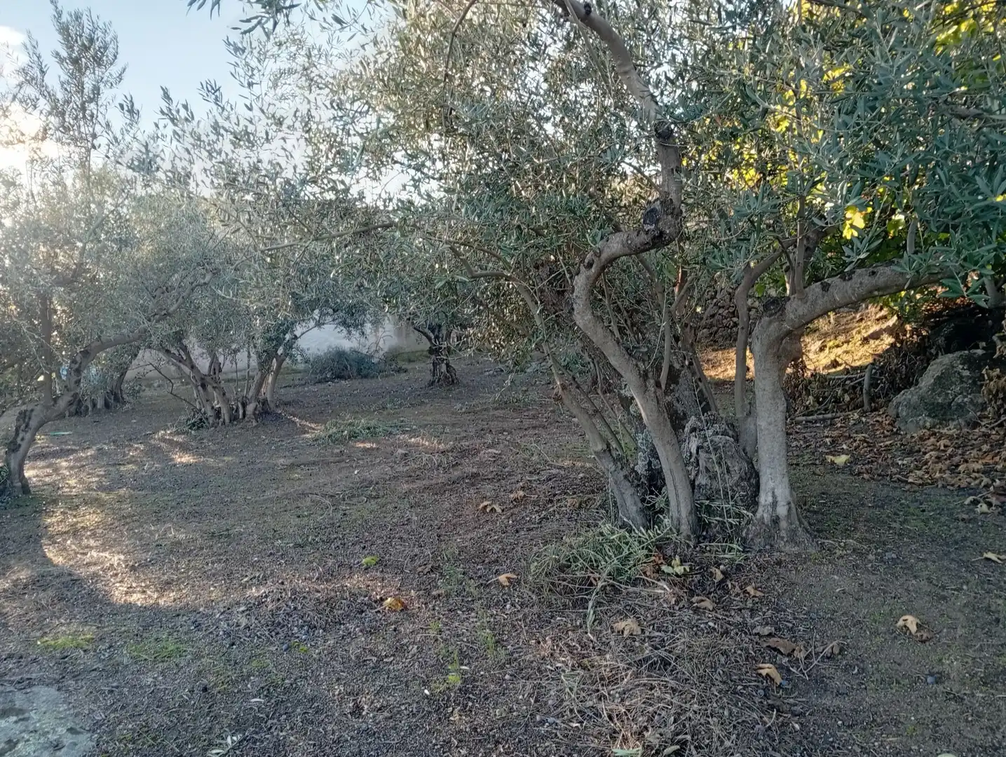 Terreni e lotti in vendita a Villanueva de la Vera, imagen 27