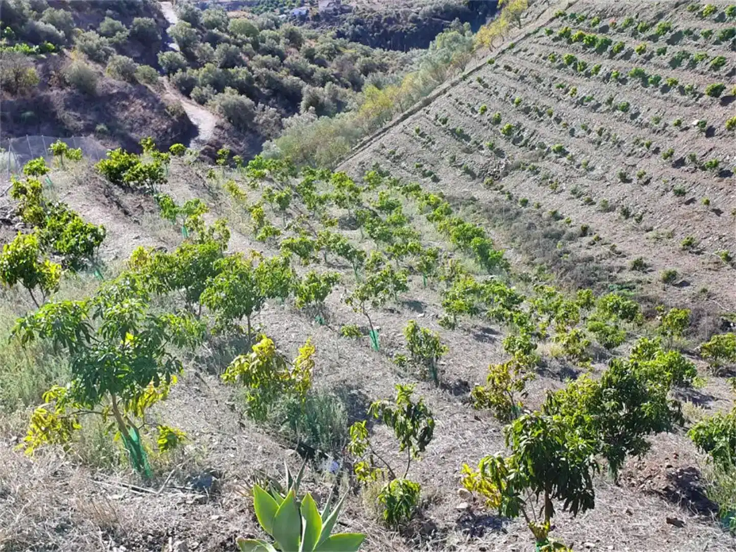 Finca rústica en venda en Frigiliana amb Piscina