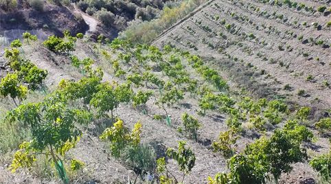 Foto 4 de Finca rústica en venda a Calle Loma de las Vacas, 2, Frigiliana, Málaga