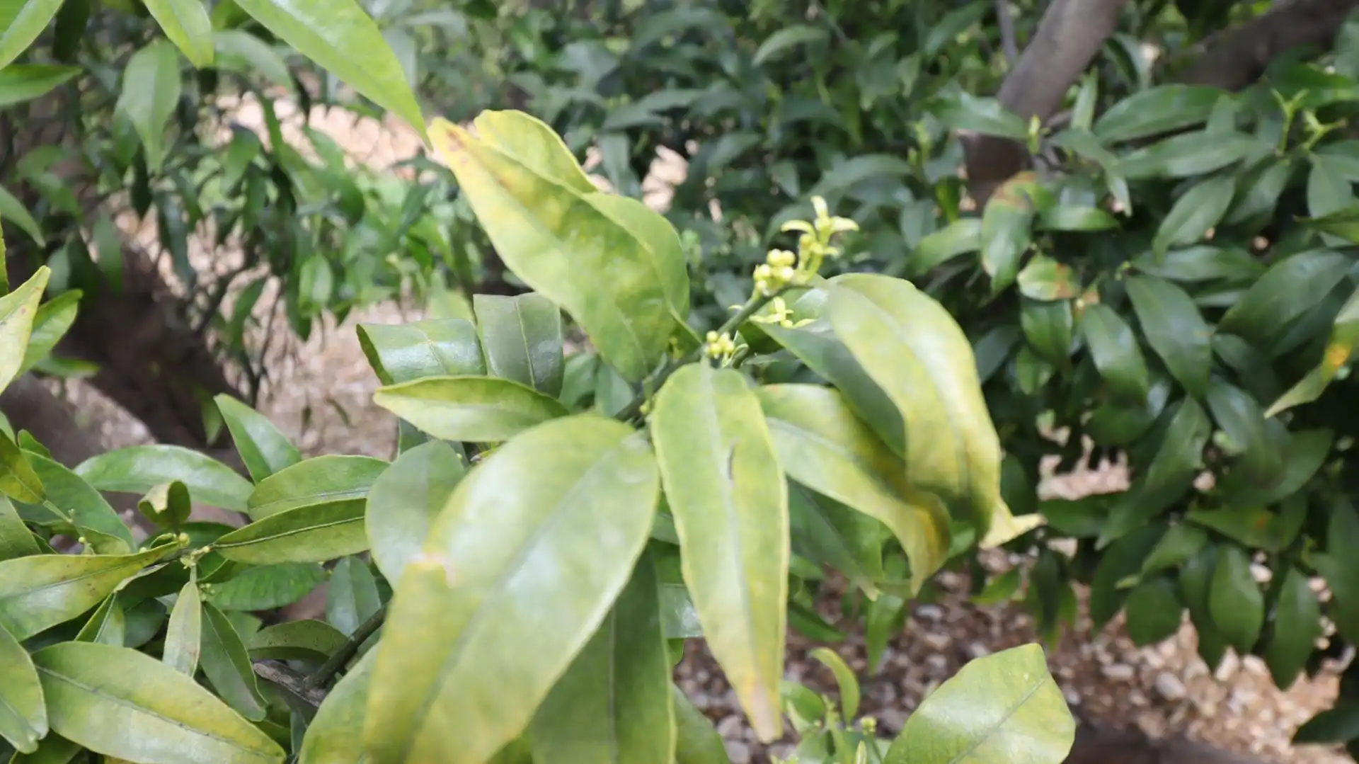Garten von Grundstücke zum Verkauf in San Rafael del Río