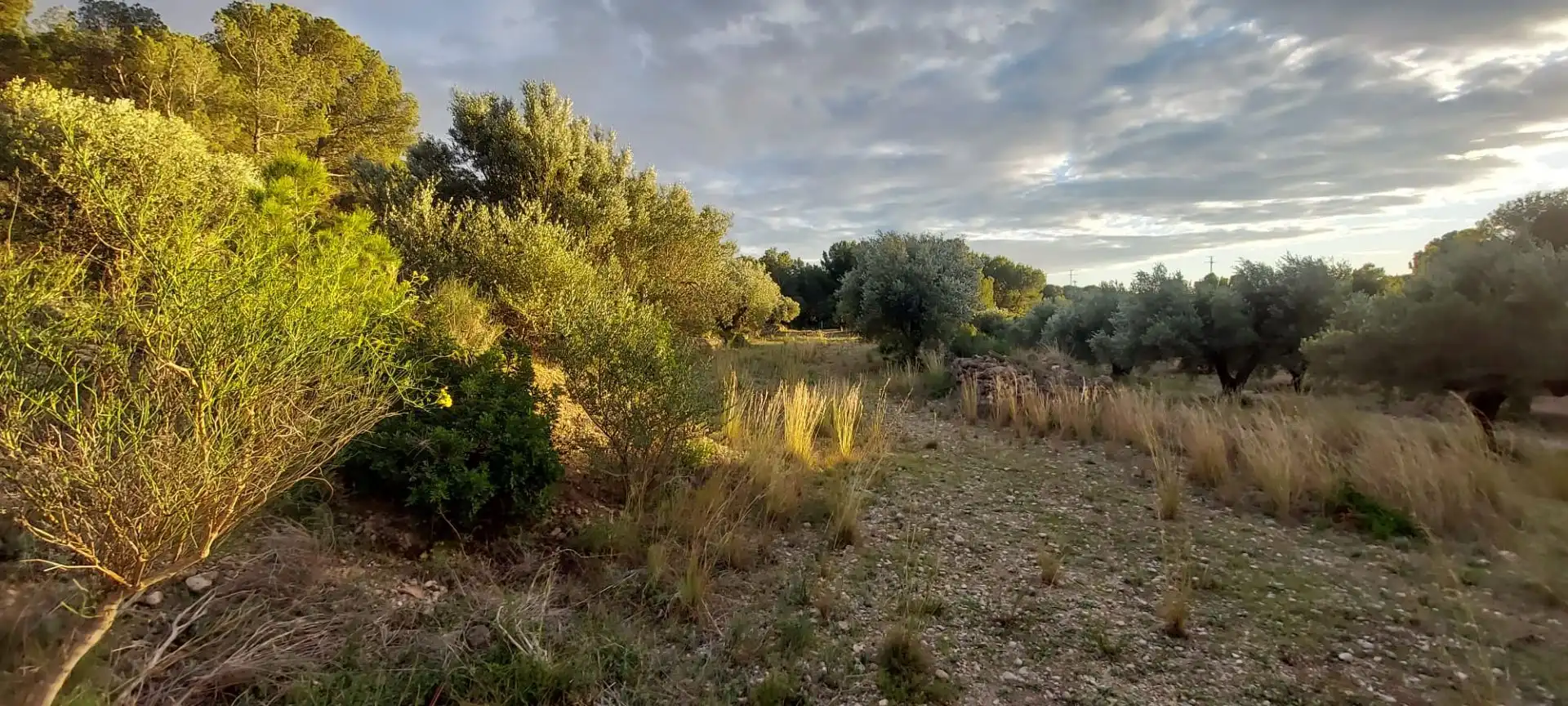 Rural land for sale in Miami Platja, imagen 6