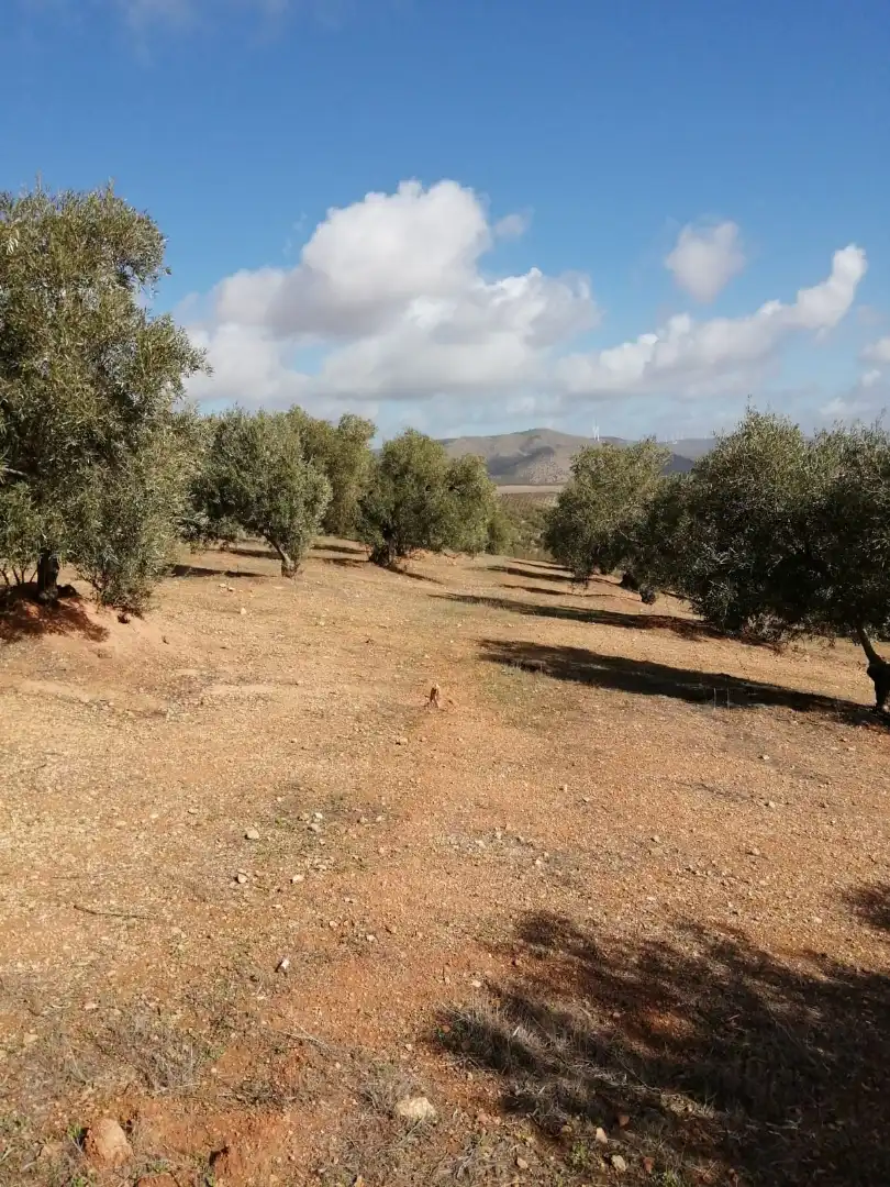 Terrains et parcelles à vendre à Campillos, imagen 8