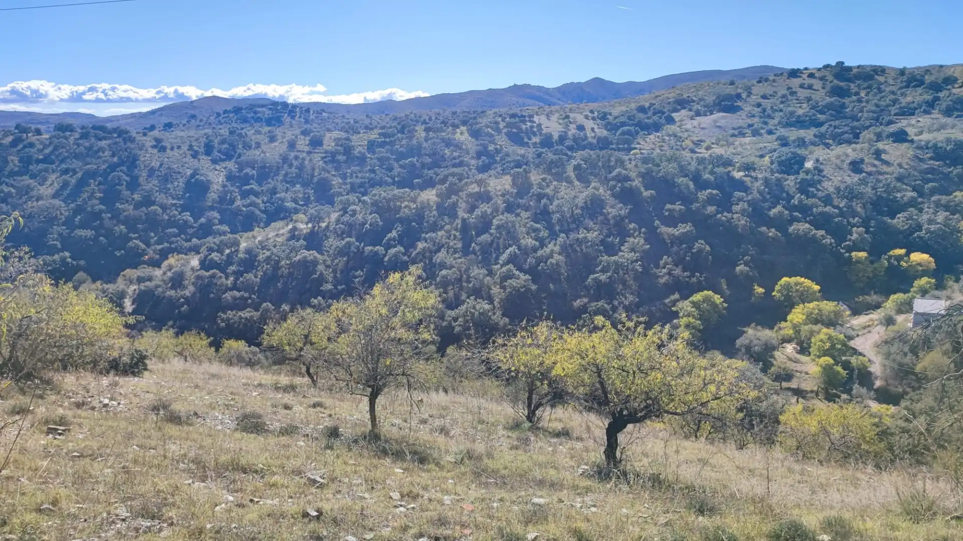 Exterior view of Land for sale in Alcudia de Monteagud