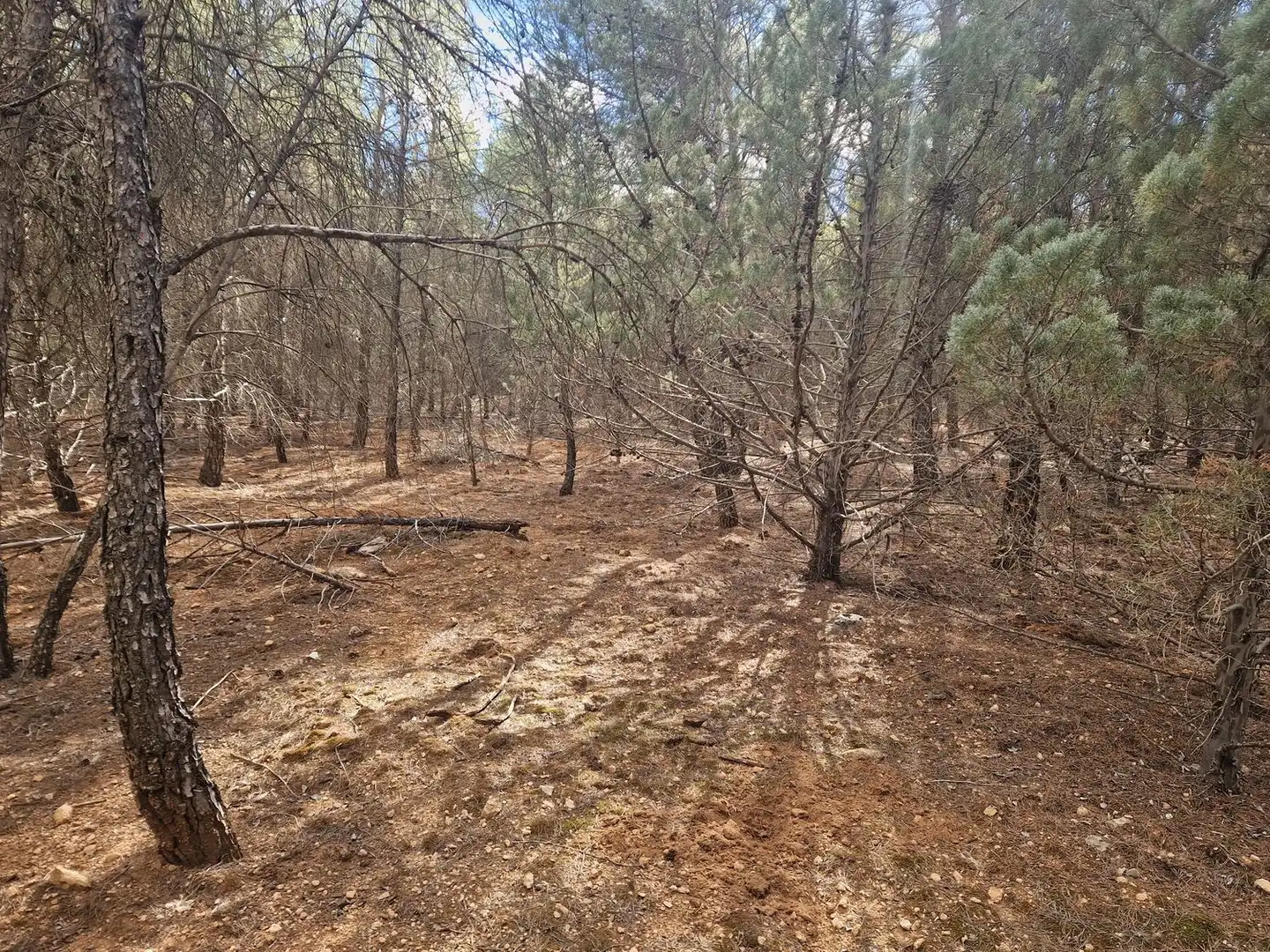 Rural land for sale in Pantano de Peñarroya 0, imagen 30