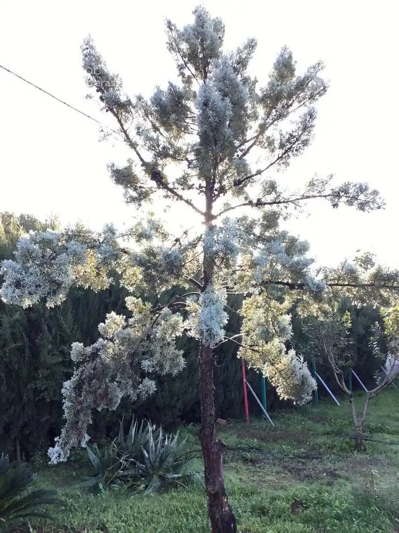 Jardí de Casa o xalet en venda en Sevilla amb Aire condicionat, Traster i Piscina