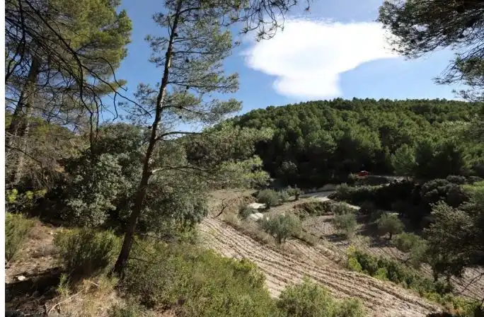 Rural land for sale in Torremanzanas / La Torre de les Maçanes, imagen 12