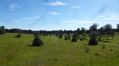 Espectacular dehesa cerca de Madrid