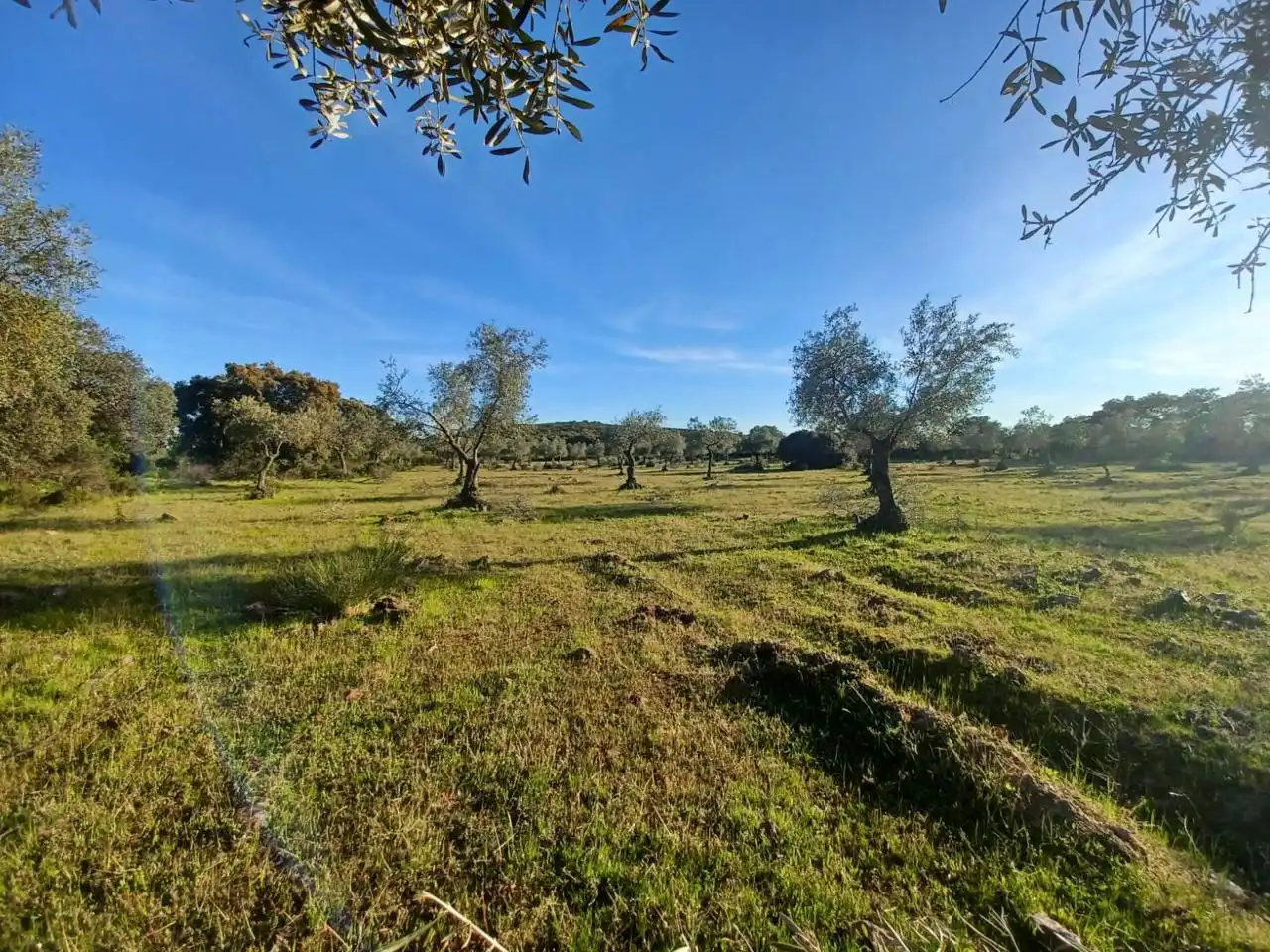 Grundstücke zum Verkauf in Peraleda del Zaucejo
