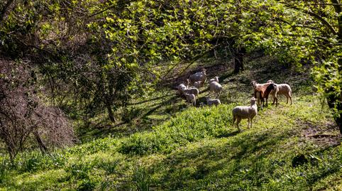 Foto 4 de Casa o chalet en venta en Grazalema, Cádiz