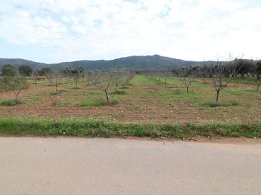 Terreno rústico en venta en Ulldecona