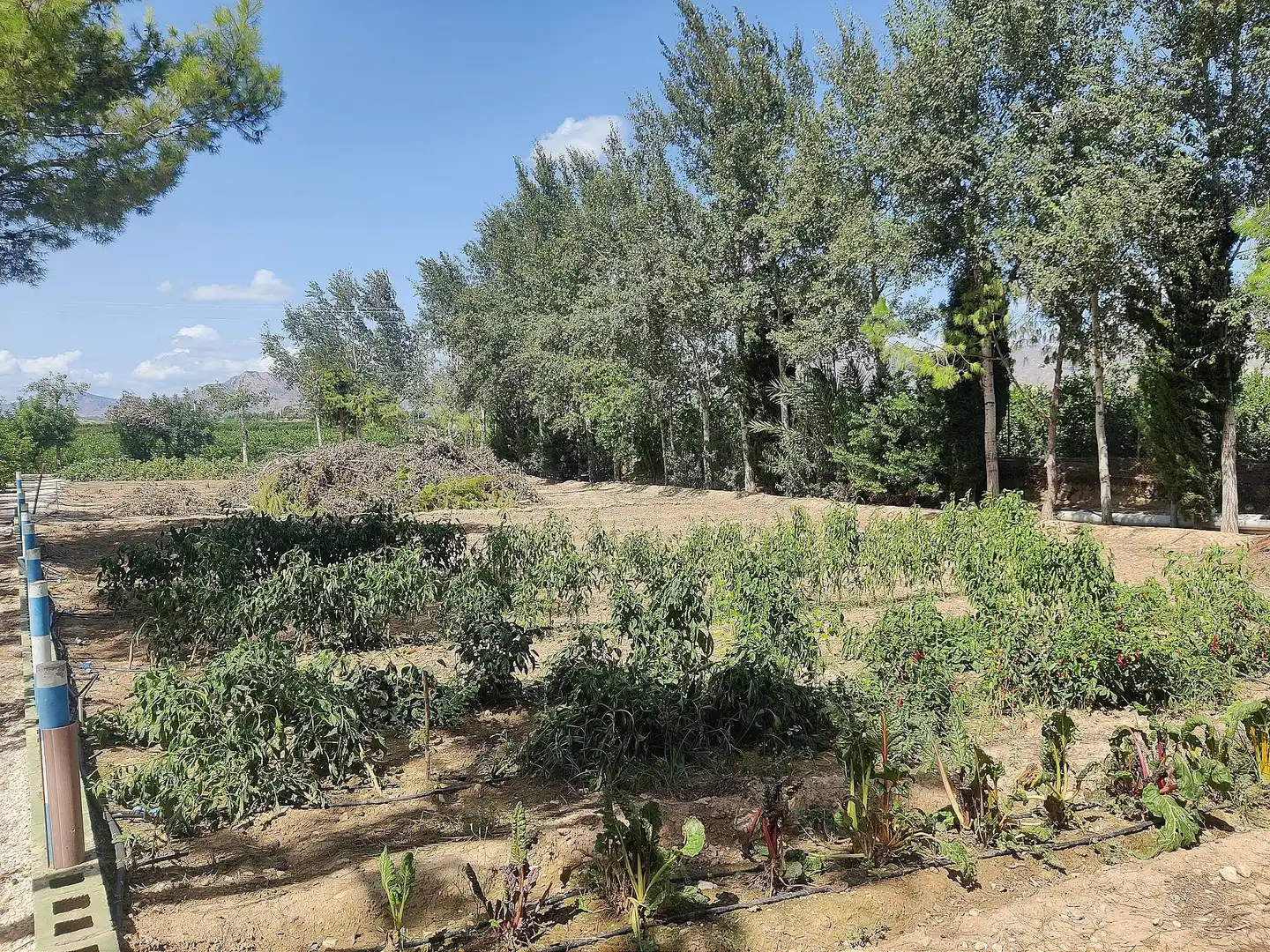 Maison rustique à vendre à Crevillent, imagen 18