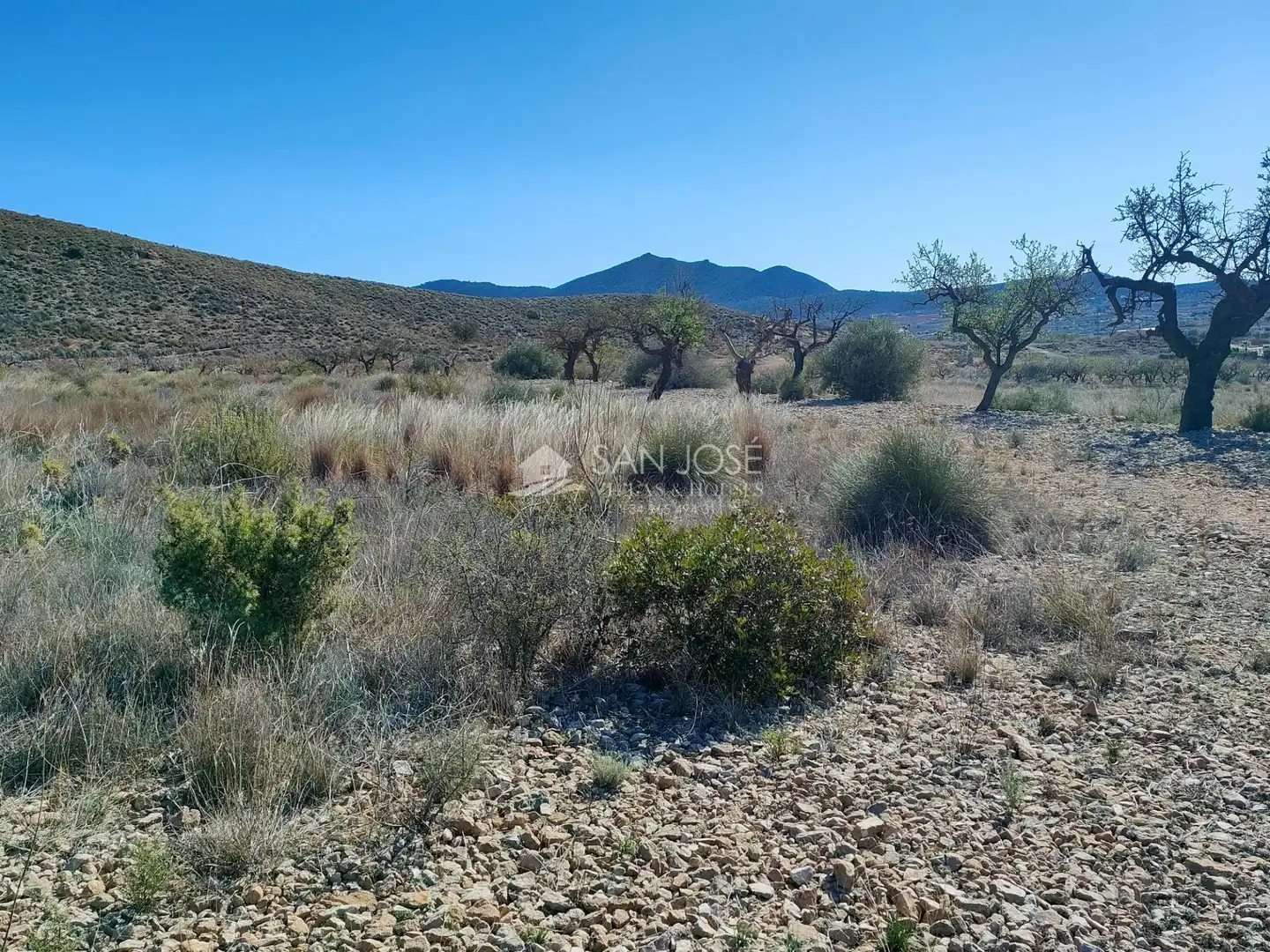 Terreno rustico in vendita a Hondón de los Frailes, imagen 2