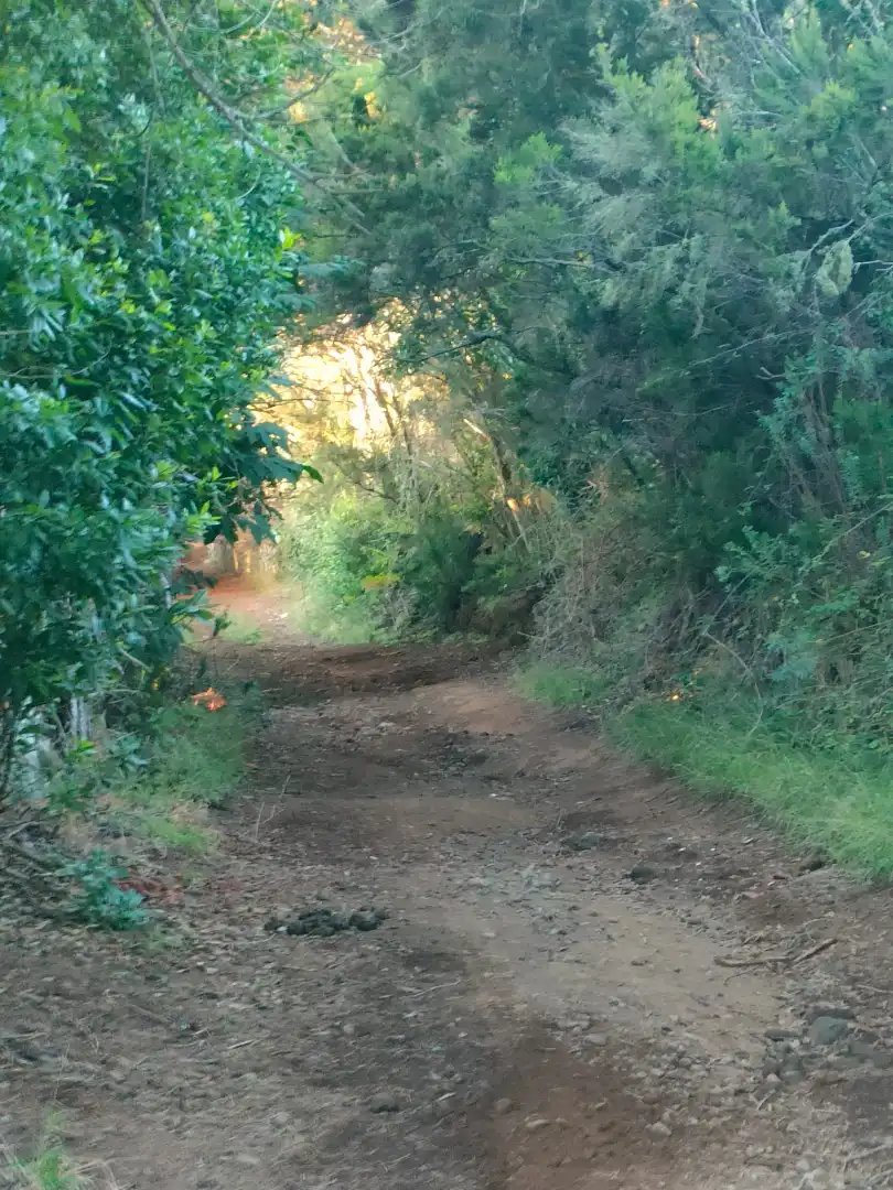 Terreny rústic en venda a El Sauzal, imagen 9