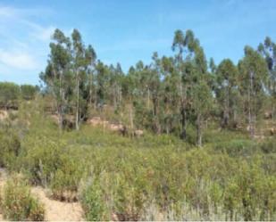 Land for sale in El Madroño