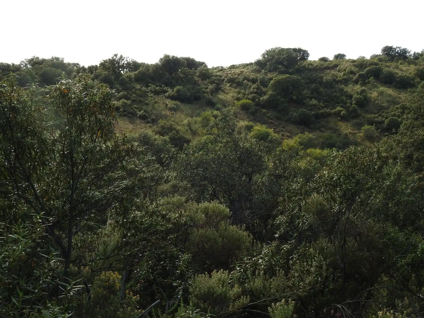 Land for sale in Belvís de la Jara