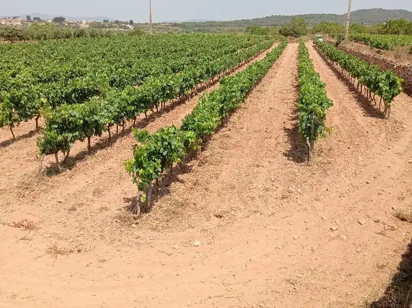 Rustikales Grundstück zum Verkauf in cami de rodonya 3, imagen 2