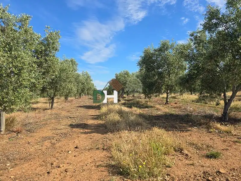 Terreni e lotti in vendita a San Roque - Ronda Norte, imagen 3
