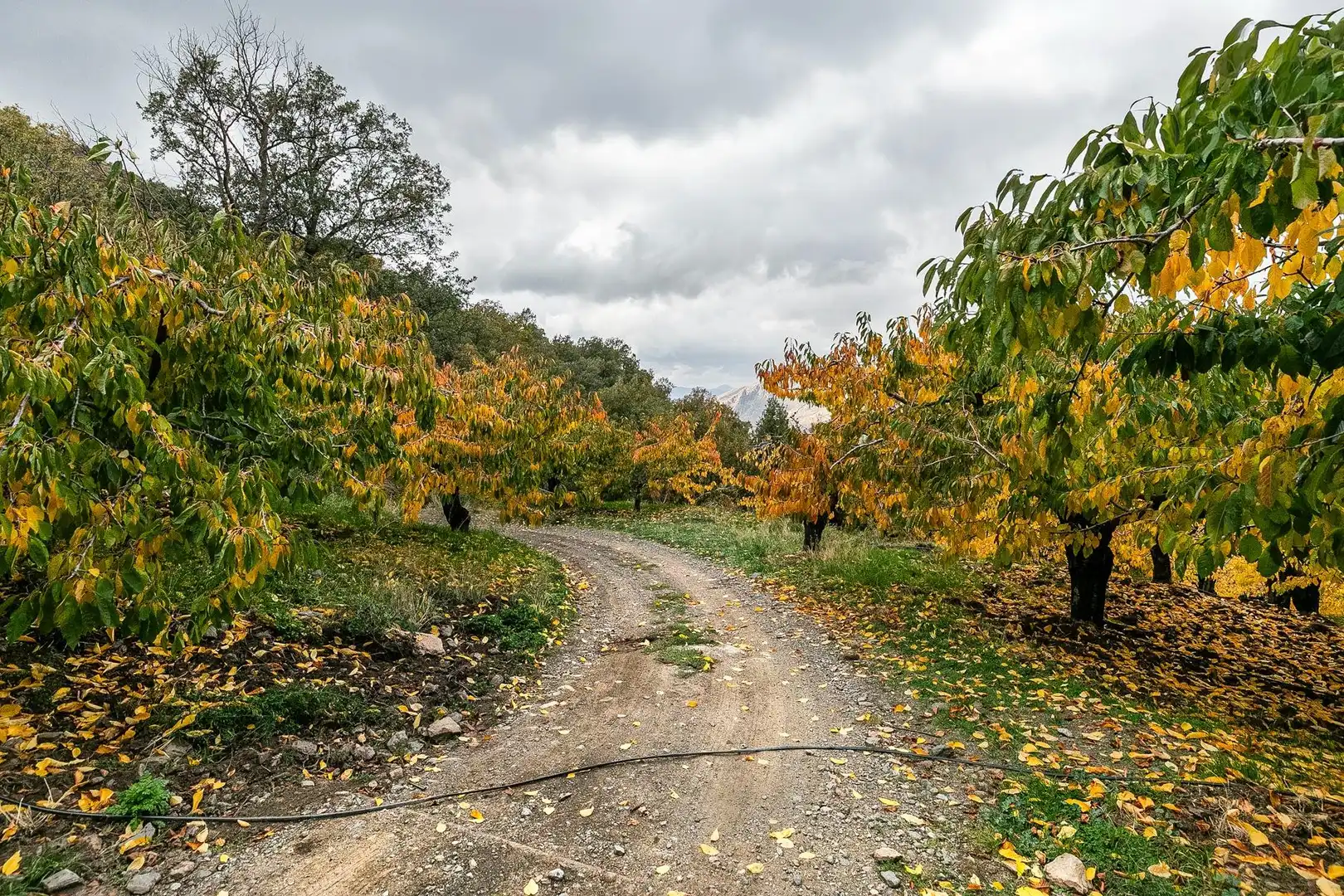Lands and plots for sale in Güéjar Sierra, imagen 15