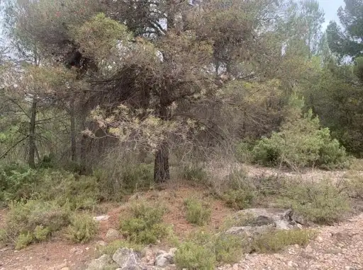 Rustikales Grundstück zum Verkauf in Paraje Fuentecil, imagen 9