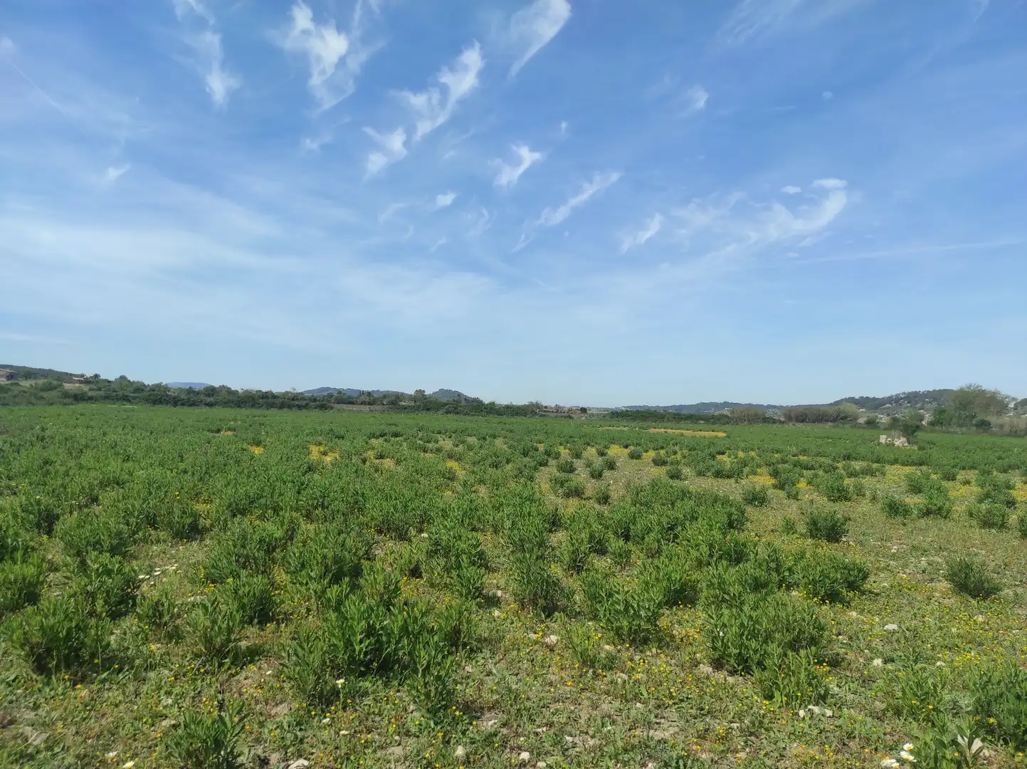 Terreno residencial en venta en Sineu, imagen 14