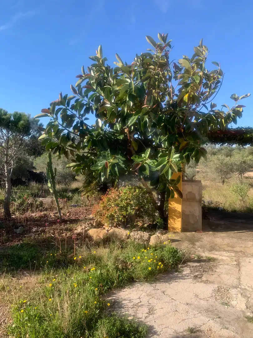 Finca rústica en venda en Camarles