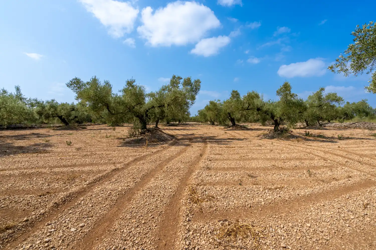 Rustikales Grundstück zum Verkauf in Camí Miliana, imagen 5
