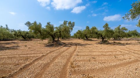 Finca rústica completamente plana con olivos y buen acceso., immagine 5