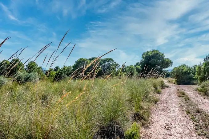 Rustikales Grundstück zum Verkauf in Paraje Fuente del Peral y Rincón del Majariego, Plg 6-7, imagen 14