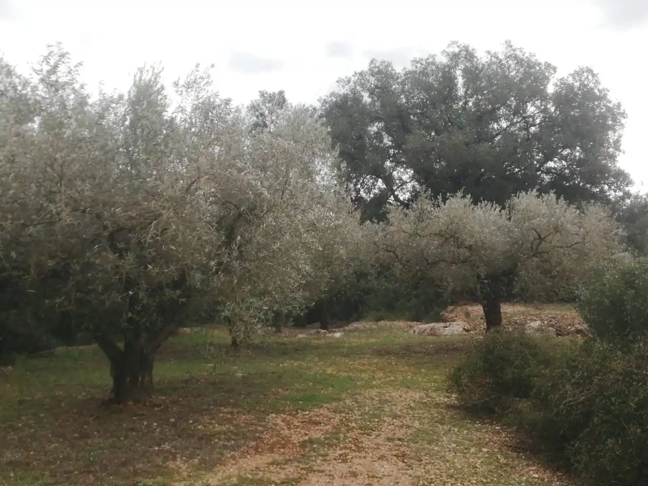 Rural land for sale in Calle Camino de Godall, imagen 9