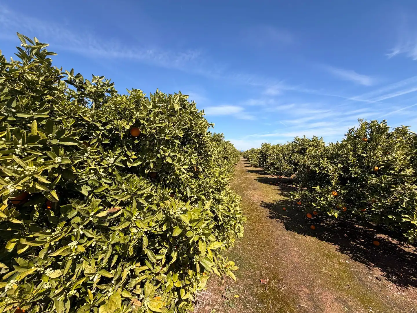 Rural land for sale in Almenara, imagen 30