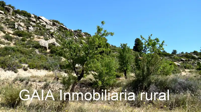 Finca rústica en venta en Maella