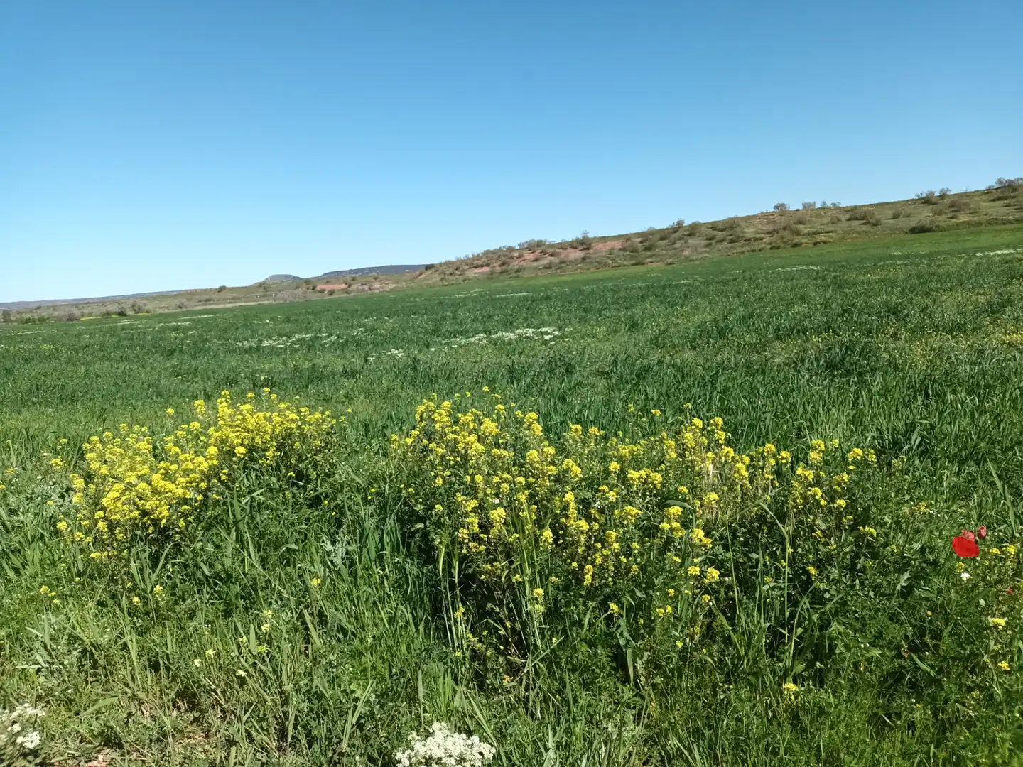 Land for sale in Alcaraz