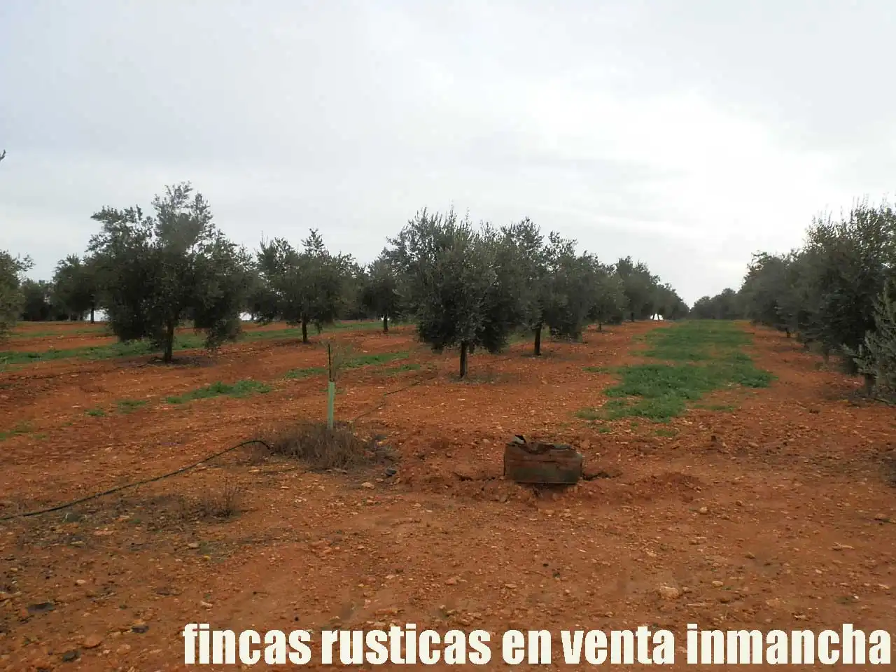 Terreno rústico en venta en Moral de Calatrava, imagen 4