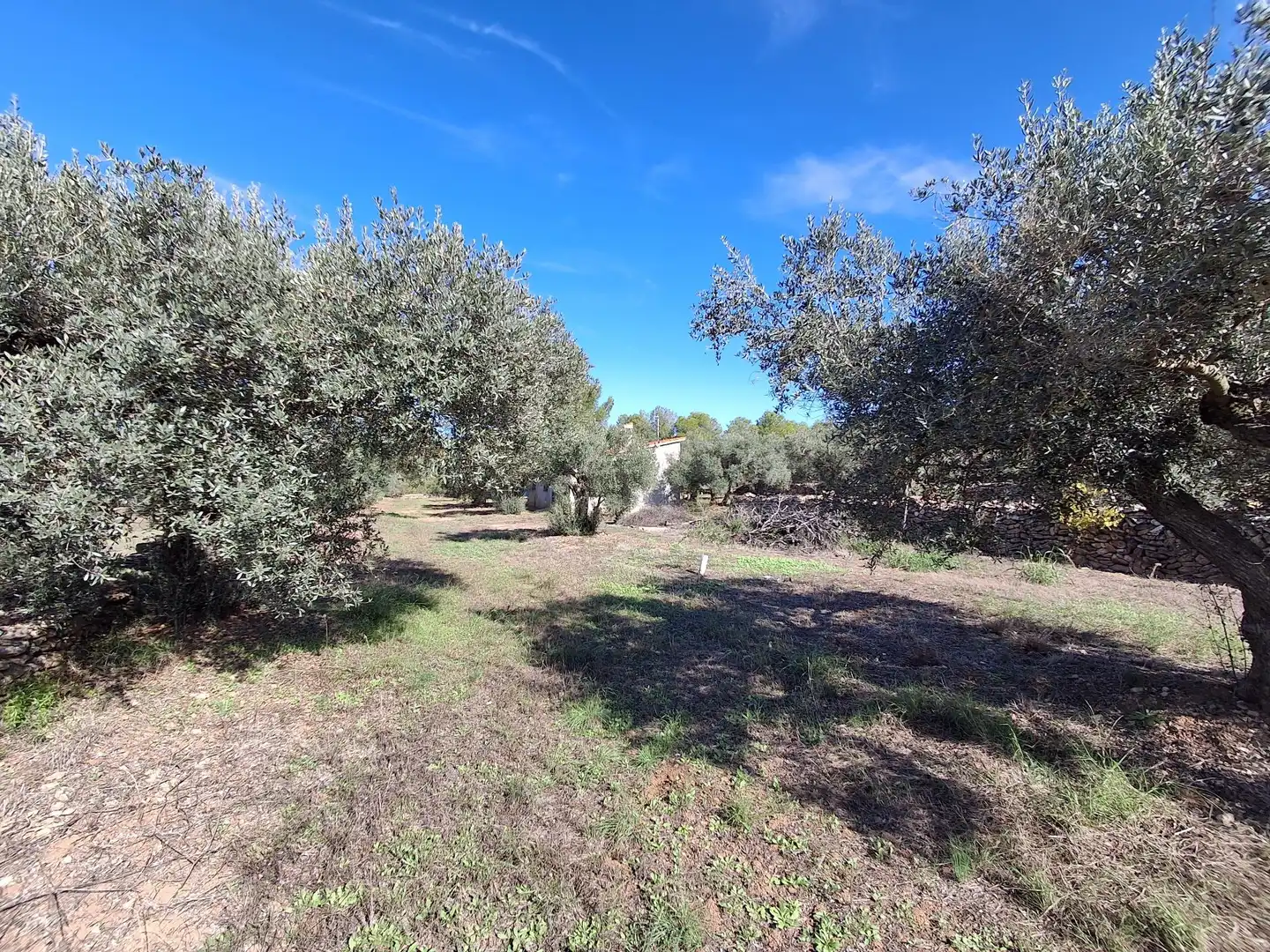Terrain rustique à vendre à Polígono 6 Paraje 109 LAS PLANAS, imagen 32