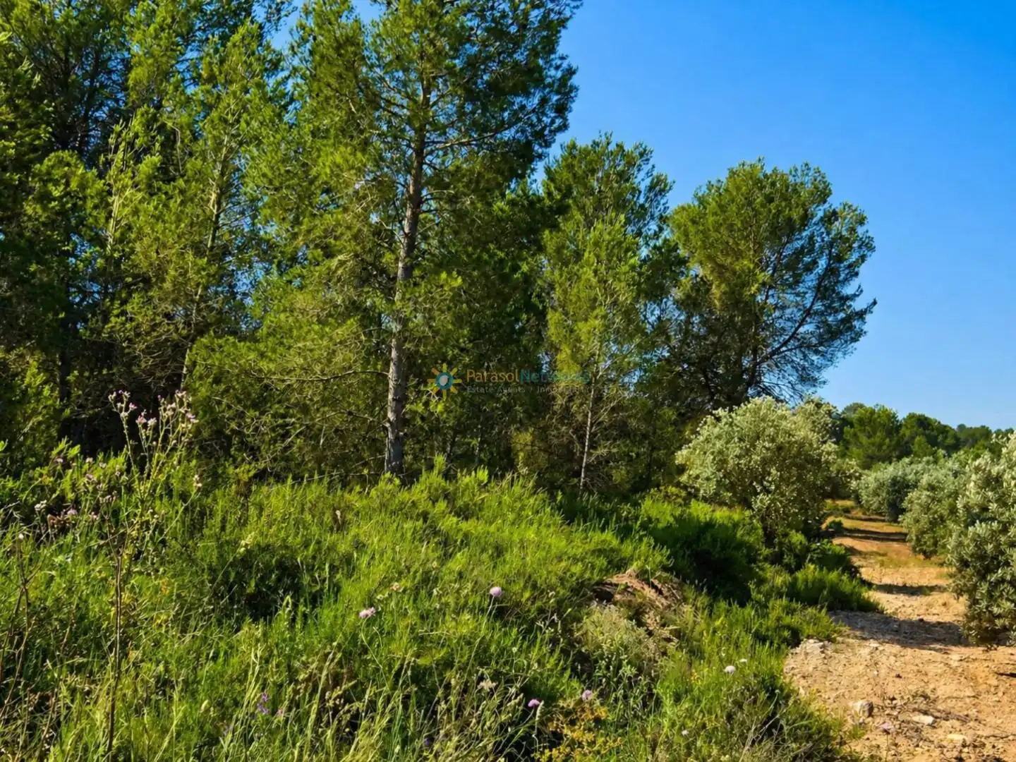 Terreno en venta en Bellús