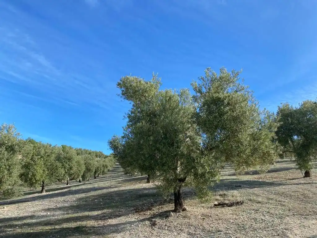Terreny rústic en venda a Píñar, imagen 11