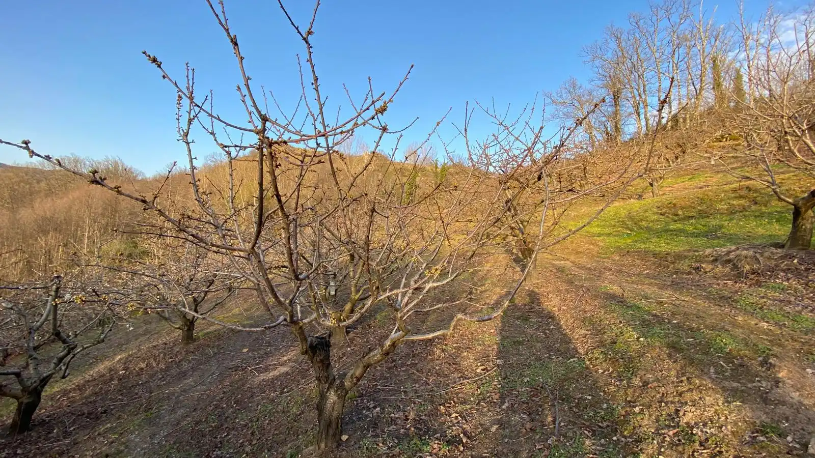 Terreni e lotti in vendita a Hervás, imagen 17