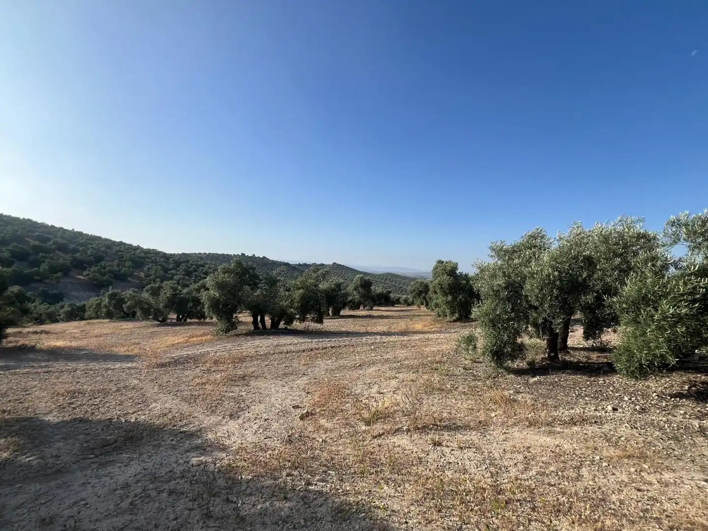 Finca rústica en venta en Lucena
