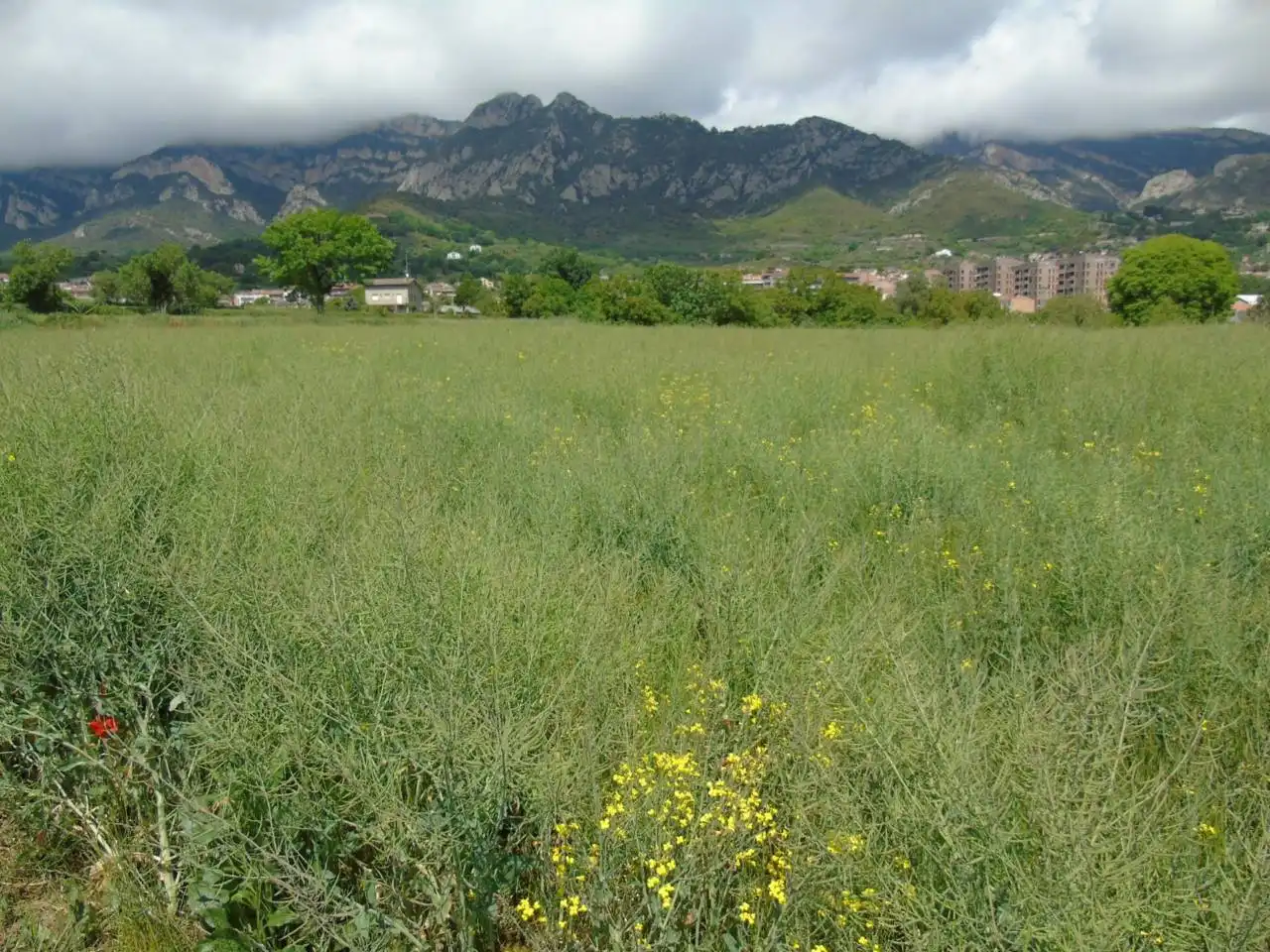 Terreno rustico in vendita a Berga, imagen 11