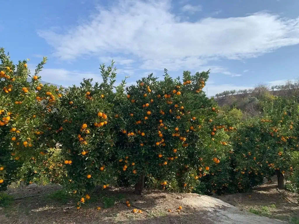 Finca rústica en venta en Lecrín