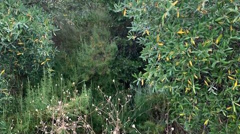 Foto 5 de Terreno en venta en A-436, 26, Alcolea del Río, Sevilla