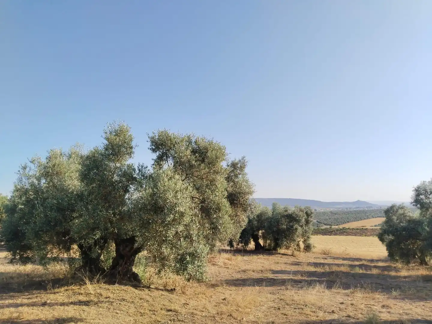 Terreni e lotti in vendita a Mollina, imagen 31