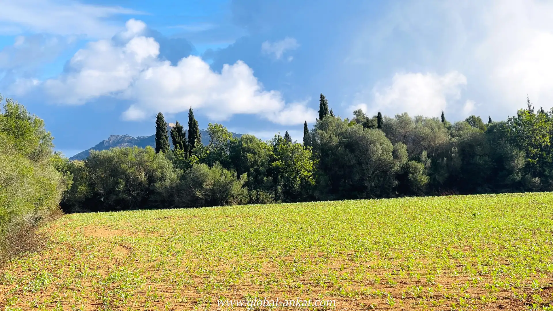 Rural land for sale in Felanitx Poble