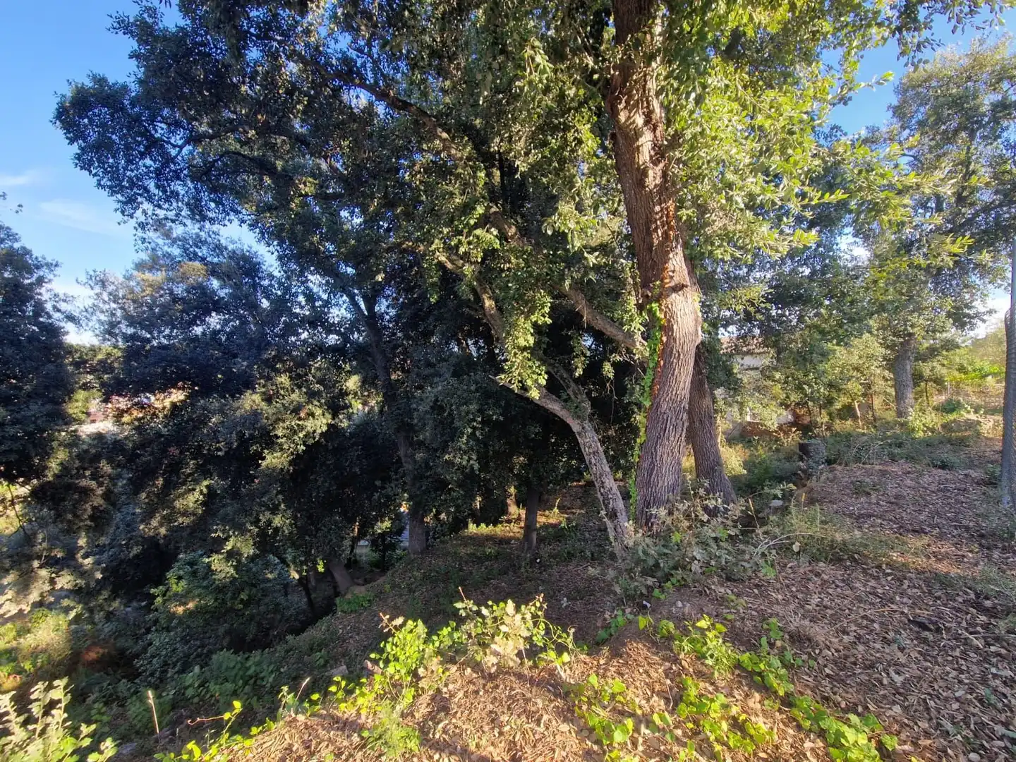 Lands and plots for sale in Can Massuet del Far, imagen 4