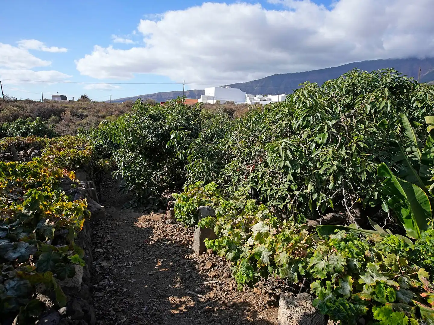 Vista exterior de Terreno en venta en Arafo, Santa Cruz de Tenerife