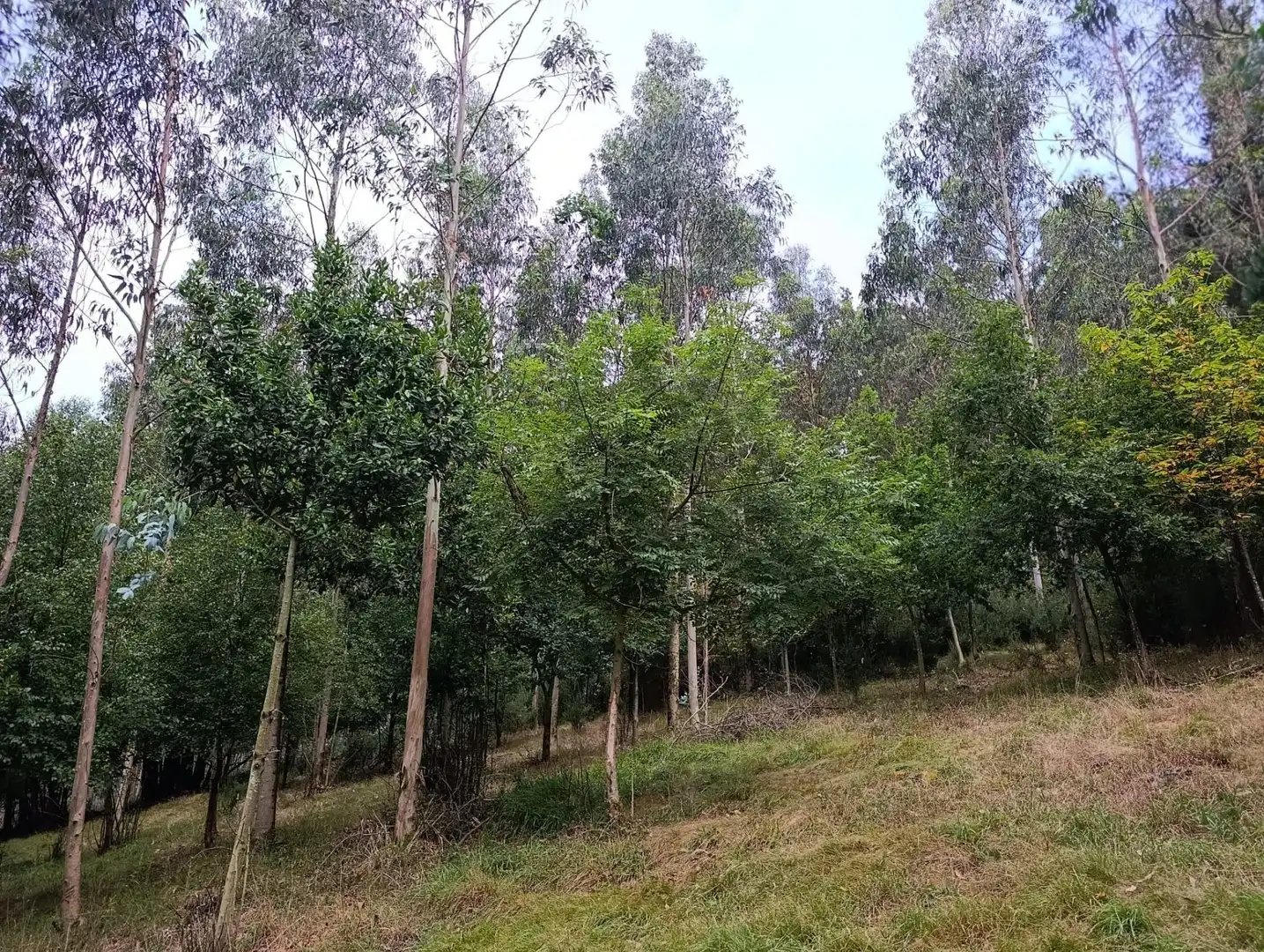 Country homes for sale in Pravia
