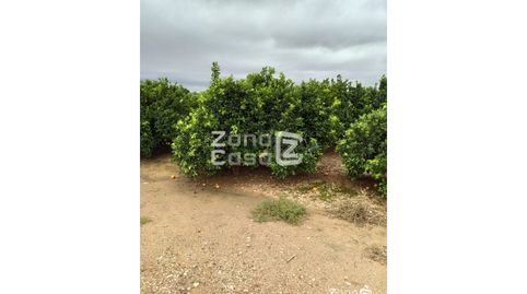 Finca Rustica  Venta Algemesí, imatge 5