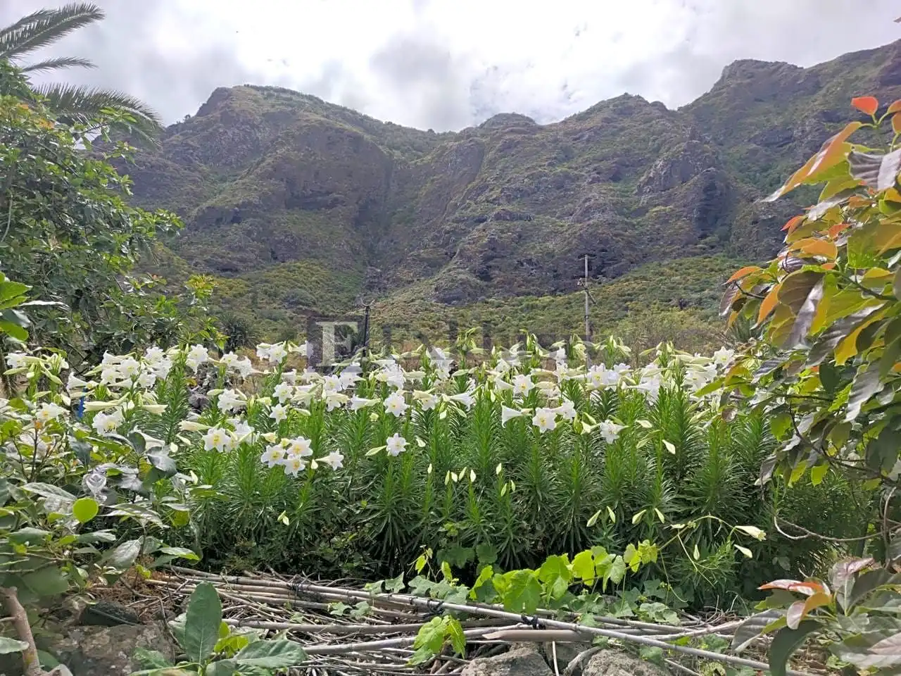 Country homes for sale in Buenavista del Norte