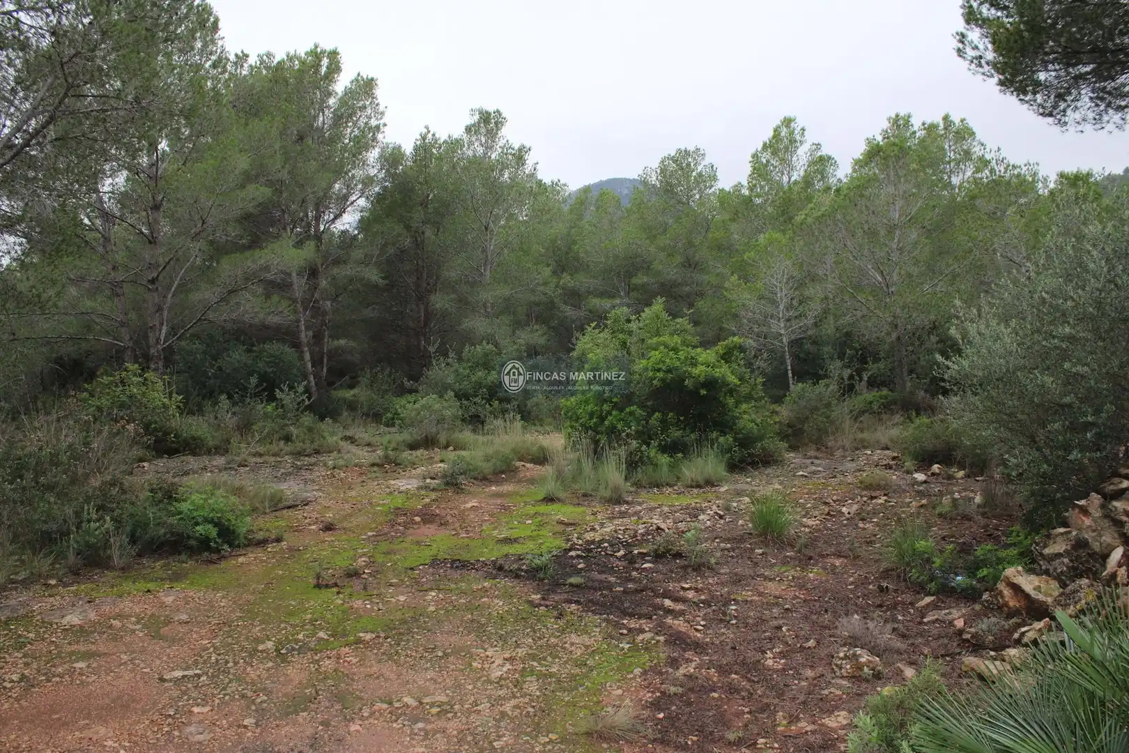 Terrenys i solars en venda a partida torres novas  lindante con el barranco porquerola y a poniente con el termino de pradit  es la parcela  del poligono, imagen 4