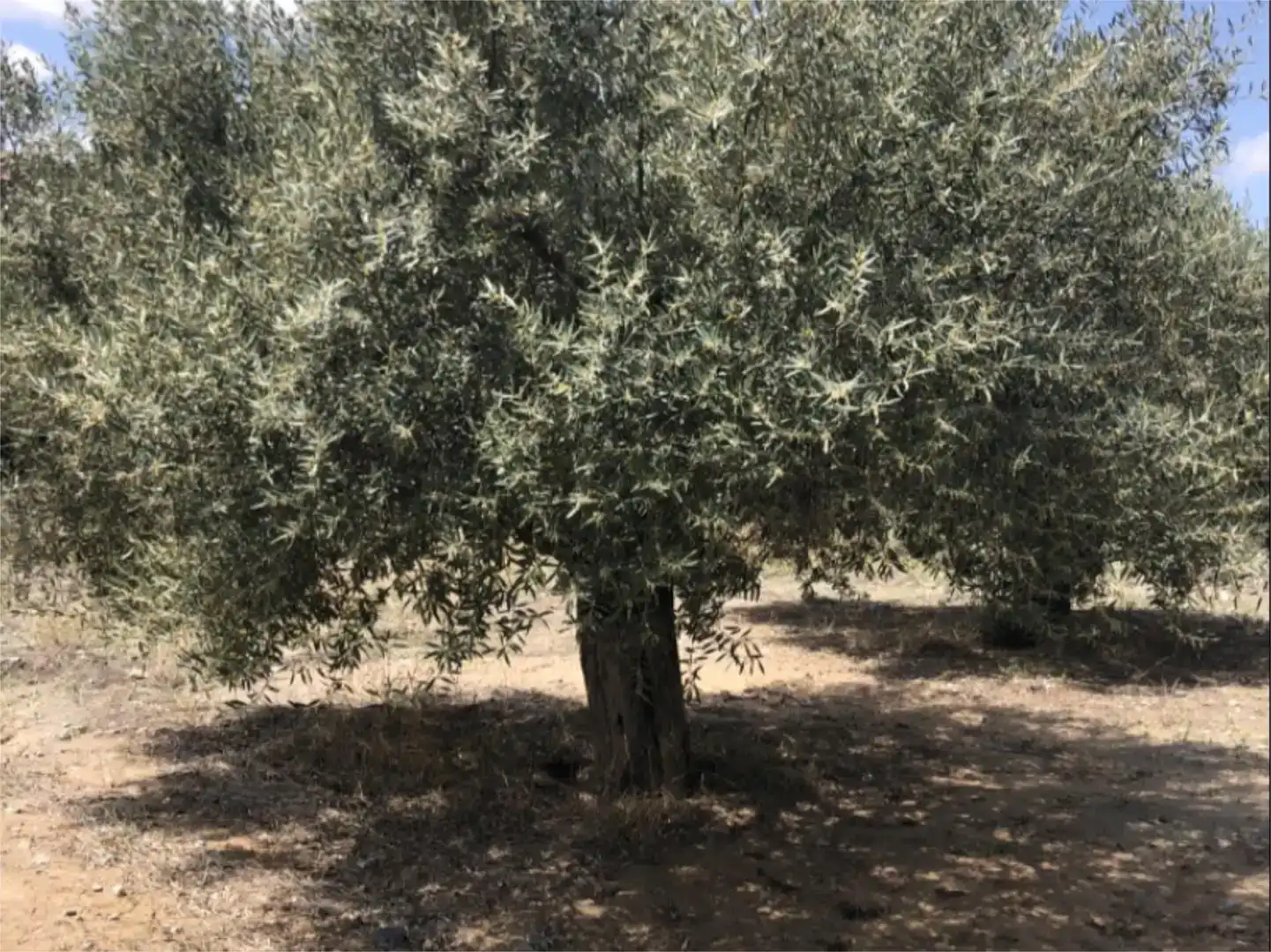 Garden of Land for sale in Lorca